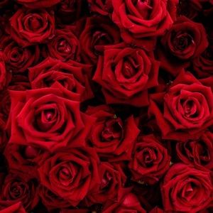 Meet your Posher, Dayana